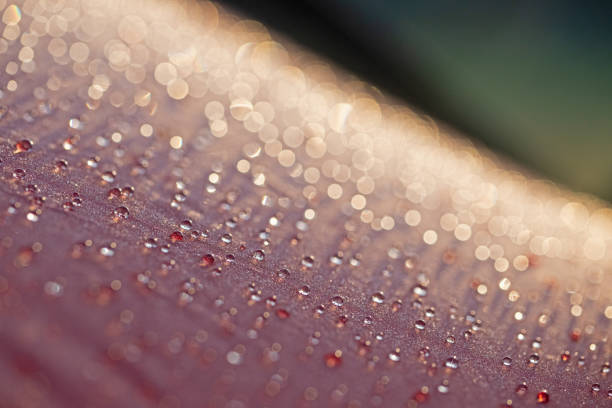 Dew drops on the red coloured camping tent.