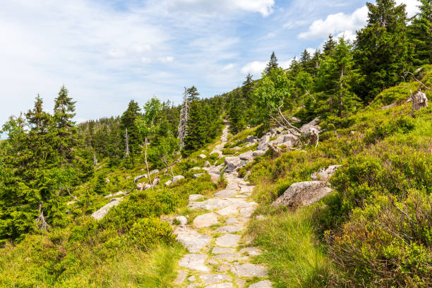 Mountain hiking trail through pine forest and rocks in Karkonosze Mountains