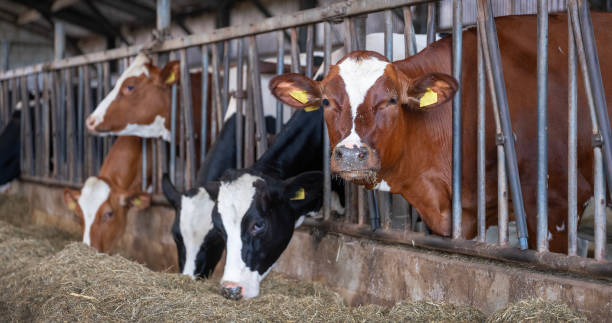 istock holstein cows inside barn on dutch farm in holland 2156143332