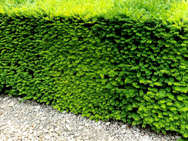 istock hornbeam green hedge in spring lush leaves let in light trunks and larger branches can be seen natural separation of the garden from the surroundings can withstand drought 2156146145