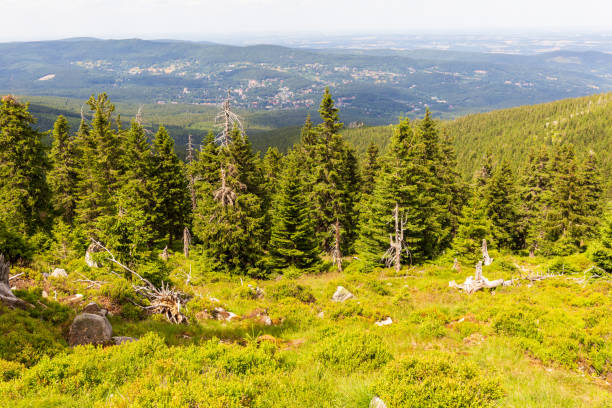 Valley in Giant Mountains landscape on sunny day in summer