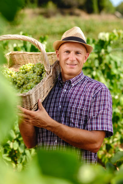 istock Man Harvest Grapes Plantation Basket 2156146867
