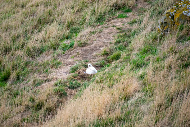 Northern Royal Albatross Chick - New Zealand