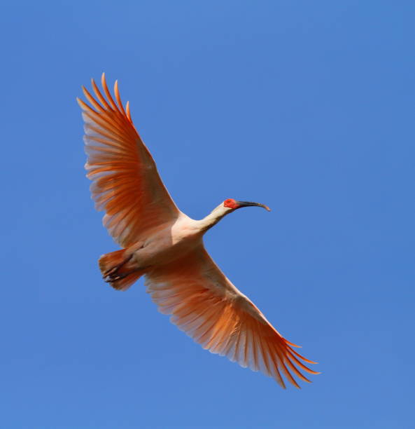 A crested ibis in flight against a clear blue sky. The bird is characterized by its white feathers tinged with pink, particularly on the tips of its wings and tail. Its long, curved beak is visible, as are its red facial skin and eyes, which are typical features of this species. The wings are spread wide, showcasing the bird's impressive wingspan and the elegant structure of its feathers. The bright blue sky provides a stark and beautiful contrast to the bird's coloration, highlighting its graceful appearance.