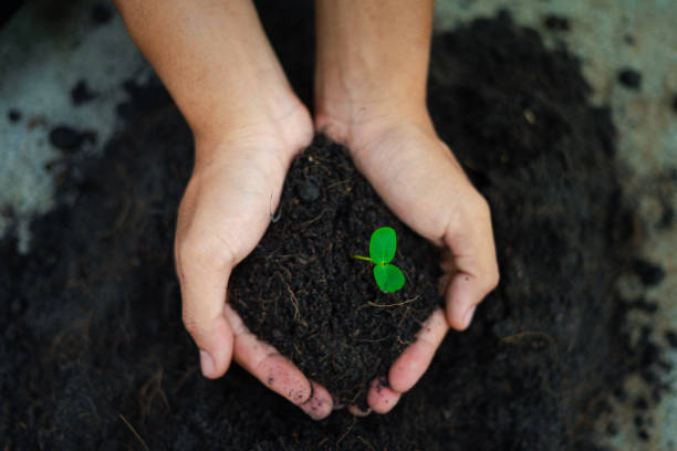 istock Beginning : Hands cover A sapling grows from the fertile soil into the shining morning sun. National Tree Planting Day, save the world, farm. Planting seedlings using seeds, save nature. 2156147314