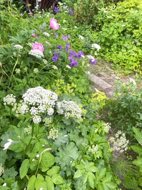 istock A novel gardening approach: blending perennials with weeds 2156147408