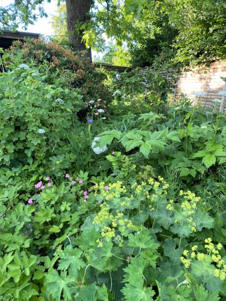 istock A novel gardening approach: blending perennials with weeds 2156147416