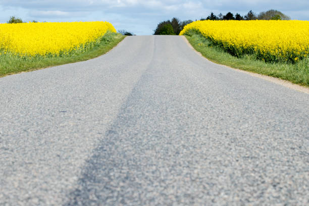 road low angle with rapeseed fields on boeth sides a sunny day in denmark