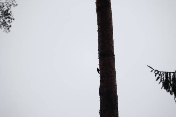 A beautiful woodpecker on the pine tree. Silhouetted against the light sky. Autumn scenery of Latvia, Northern Europe.