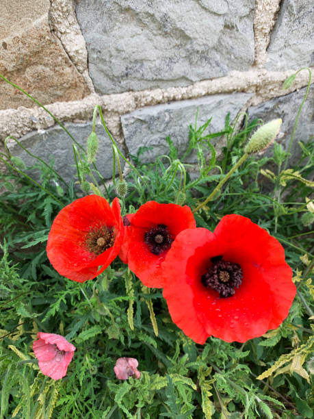 istock Red poppy flowers. 2156150426