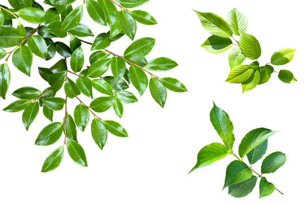 istock Cutout image of green leaf (white background) 2156150813