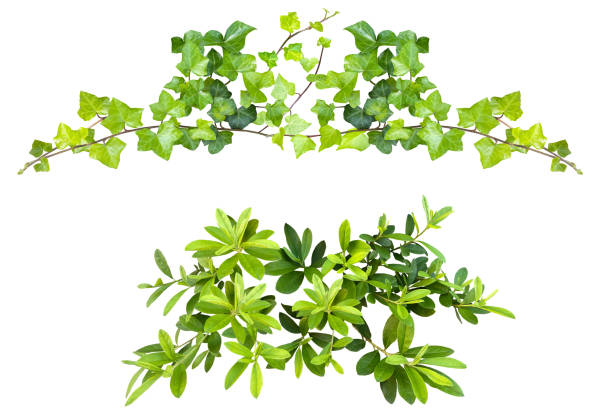 istock Cutout image of green leaf (white background) 2156150859