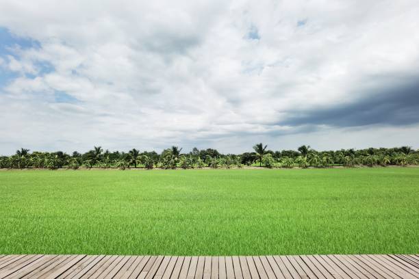Landscape of paddy field with blue sky, Thailand.