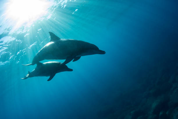 istock Wild dolphins swimming with their children in sunlight 2156152626