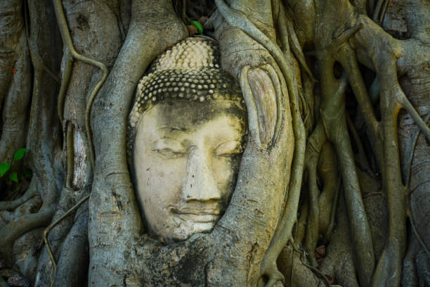 istock the ruin buddha statue in the big tree 2156152899