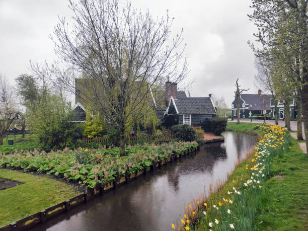 istock The Zaanse Schans windmills in rainy day 2156156079
