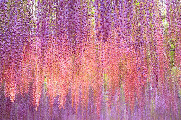 istock Illuminated purple wisteria flowers 2156156610