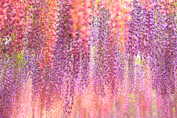 istock Illuminated purple wisteria flowers 2156156636
