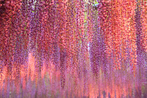 istock Illuminated purple wisteria flowers 2156156676