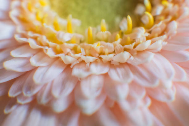 A beautiful rosa Gerbera. Close-up. Macro. High quality photo