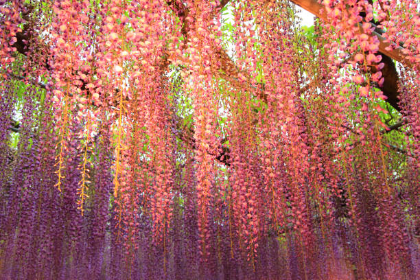 istock Illuminated purple wisteria flowers 2156157794