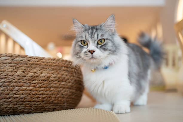 Gray White Napolean Munchkin Cat against isolated blur background