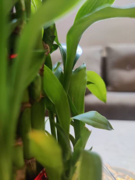 istock Bamboo Leaves - small indoor plant 2156159674