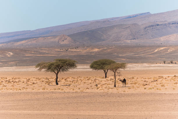 In a desert landscape surrounded by mountains a dromedary approaches to eat from the top of the trees that rarely, in the month of March, have their branches full of food. Paris-Dakar Rally (Morocco)