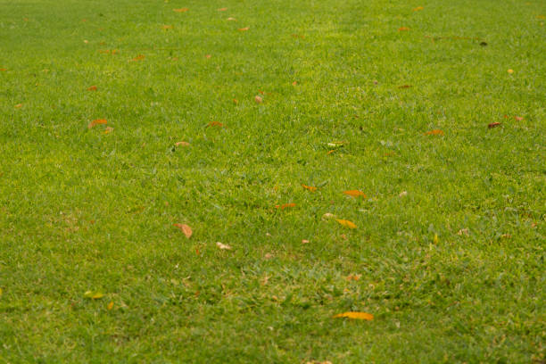 background of green grass on the field.