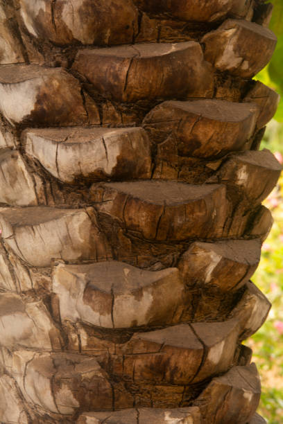 Luanda, Angola: detail of a travelers' palm stem - Ravenala madagascariensis