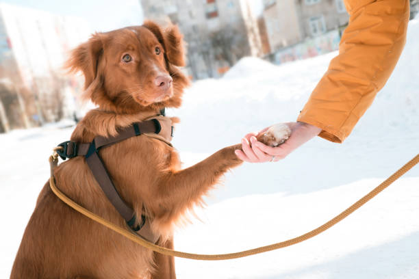 istock dog paw in human hand outdoors in winter 2156160330