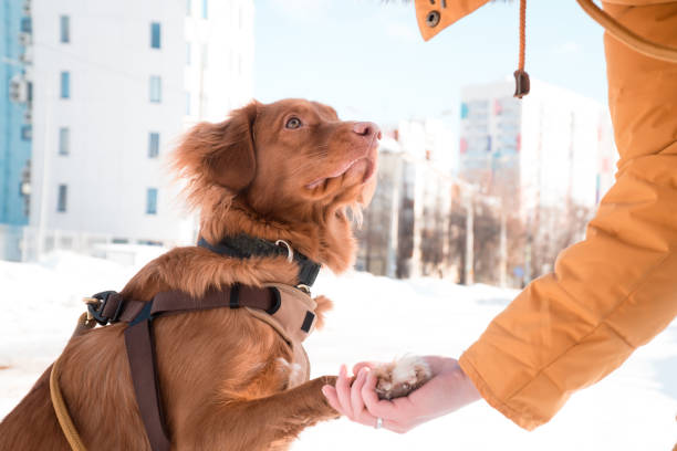 istock woman shaking dog's paw 2156160336