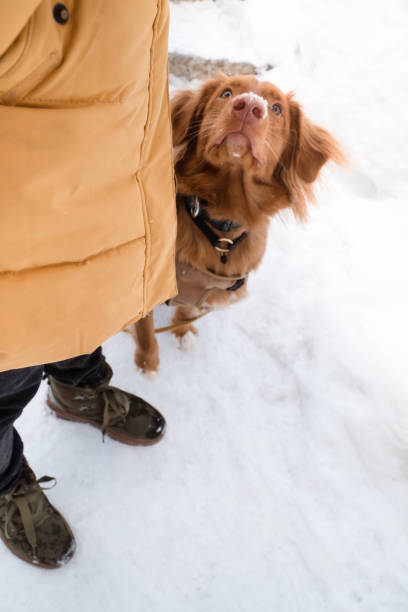 istock dog and owner at walk in winter 2156160338