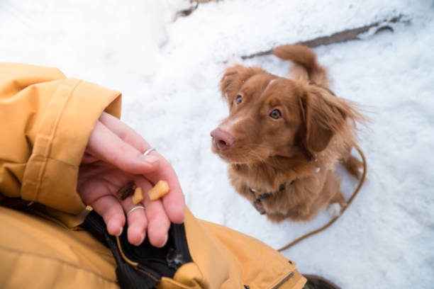 toller dog waiting for command walking in winter