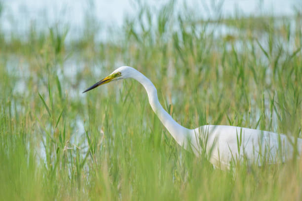 istock A Great Egret standing in a pond 2156160504