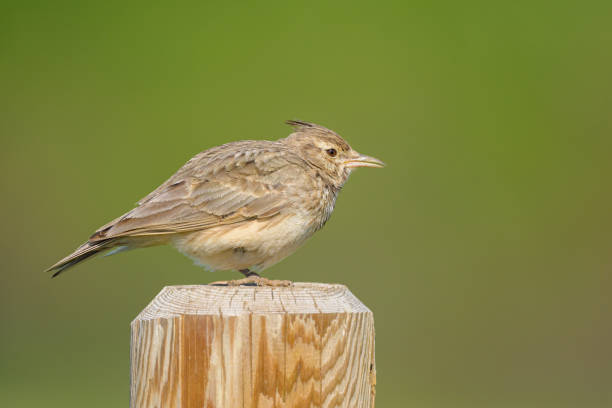 istock A Crested Lark standing on a wooden pole 2156160757