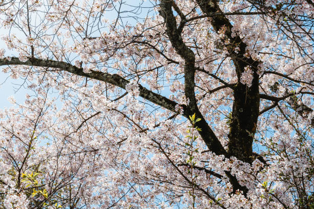 istock Beautiful sakura flower (cherry blossom) in spring. sakura tree flower on blue sky 2156163004