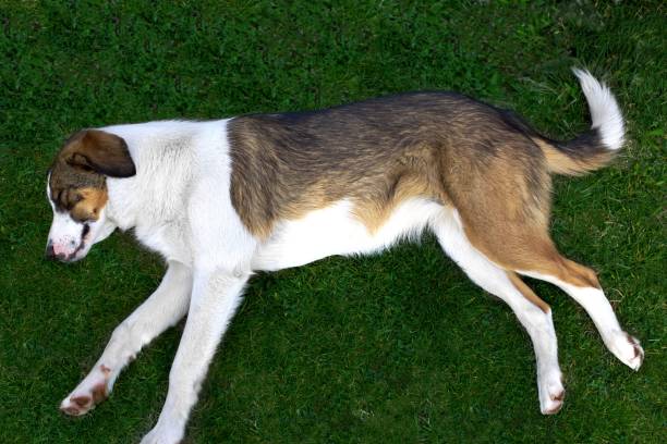 Stray dog ​​sleeping on the grass in the park