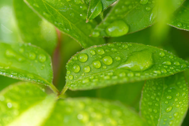leaves wet in the rain