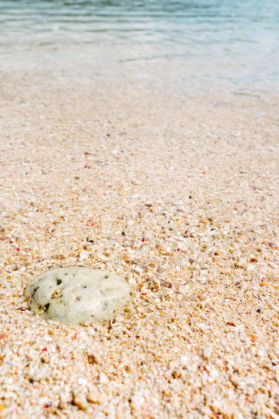 istock close up view of Coral stone on the beach 2156164455