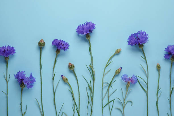 istock Blue cornflowers frame and border on a blue background. Top view, flat lay. Space for text. Creative layout. 2156164534