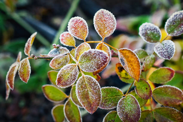 istock Rose leaves covered in frost. 2156164559