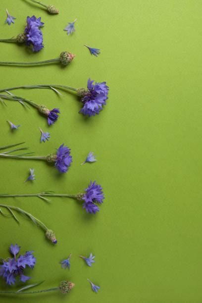 istock Summer blue cornflowers on a green  background with copy space. Flat lay, top view. Copy space. 2156164579