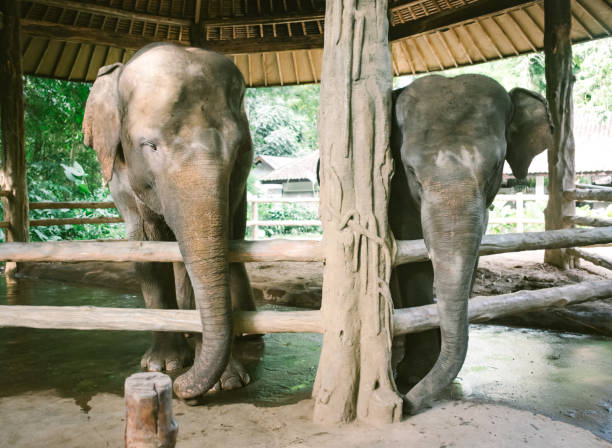 istock view of elephant baby at zoo 2156164763