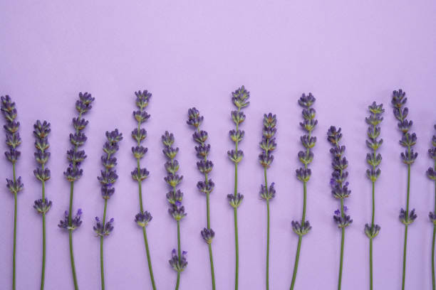 istock Creative layout from lavender flowers on lilac background. Top view. Flat lay with copy space. 2156165216