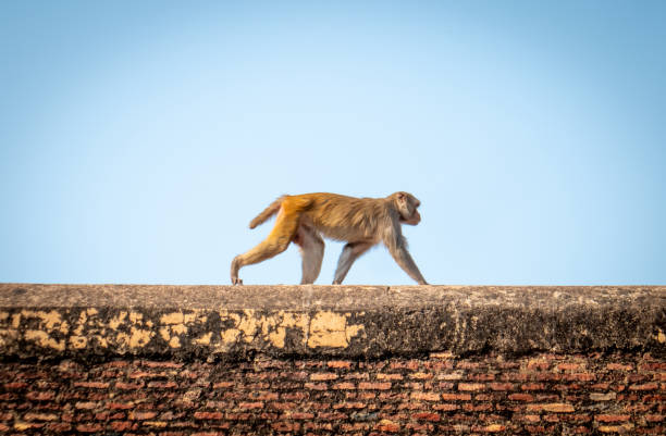 A monkey climbing building with a sky background in India