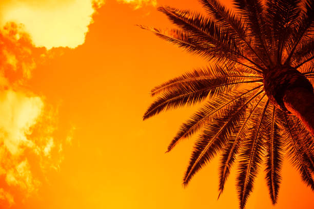 Close-up of palm tree leaves with a blurred tropical ocean and island background, evoking a serene and tranquil atmosphere perfect for vacation themes, relaxation, and exotic travel settings.