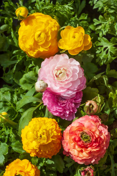 istock Blooming colorful ranunculus flowers 2156169249