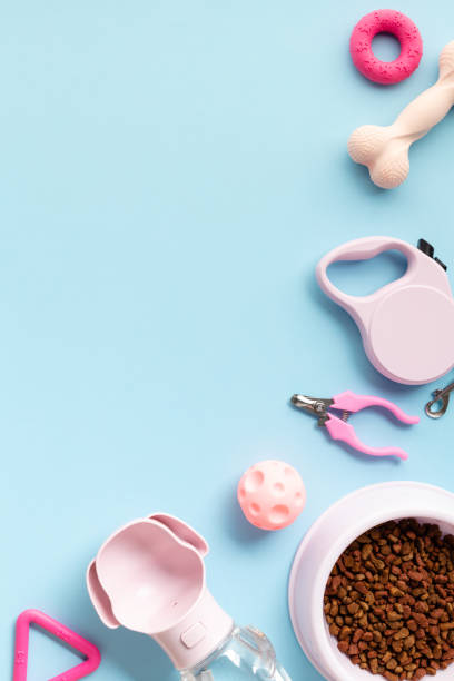 istock Colorful pet accessories on vertical blue background. Flat lay, top view. 2156170928
