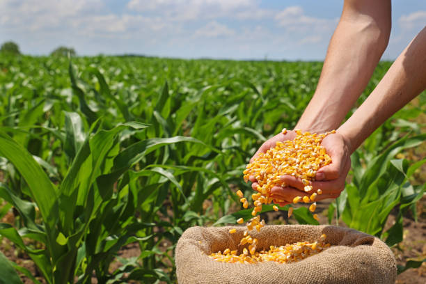 Corn grains in the hands of a successful farmer, in a background green corn field Corn grains in the hands of a successful farmer, in a background green corn field. Close up of hands full of corn in a jute sack from a young farmer. Spring sunny day rural scene sweet corn in field stock pictures, royalty-free photos & images
